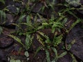 TheÃÂ maidenhair spleenwort (Asplenium trichomanes) fern